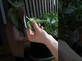 How to Low Stress Training LST 🥦