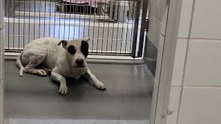 acs A652286