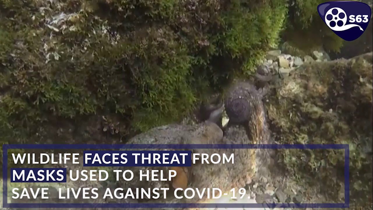 Wildlife Faces Threat from Used Covid Masks