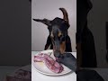 ASMR🔥生肉を食べるドーベルマン🥩#ドーベルマン　#doberman #dogasmr #asmr #咀嚼音 #犬ご飯　#mukbang #rawfood #dogmukbang #犬の咀嚼