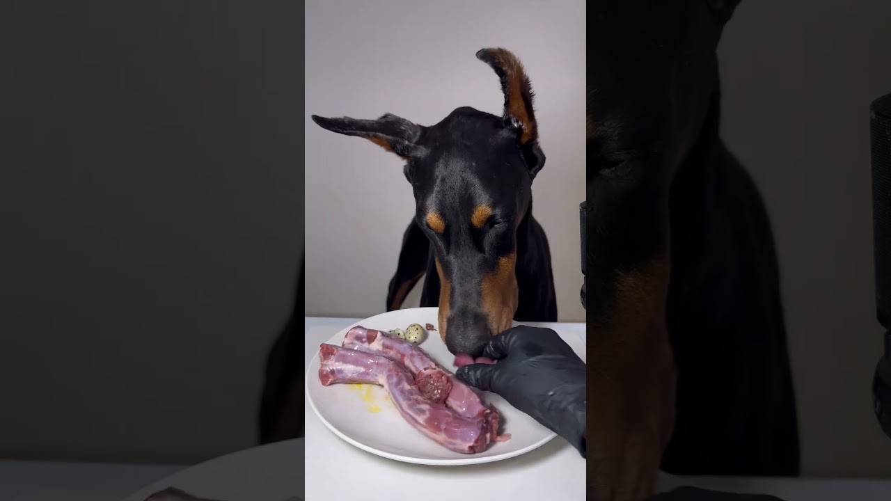 ASMR🔥生肉を食べるドーベルマン🥩#ドーベルマン　#doberman #dogasmr #asmr #咀嚼音 #犬ご飯　#mukbang #rawfood #dogmukbang #犬の咀嚼