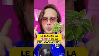 A esta Hierba Medicinal le llaman la Planta de la Eterna Juventud