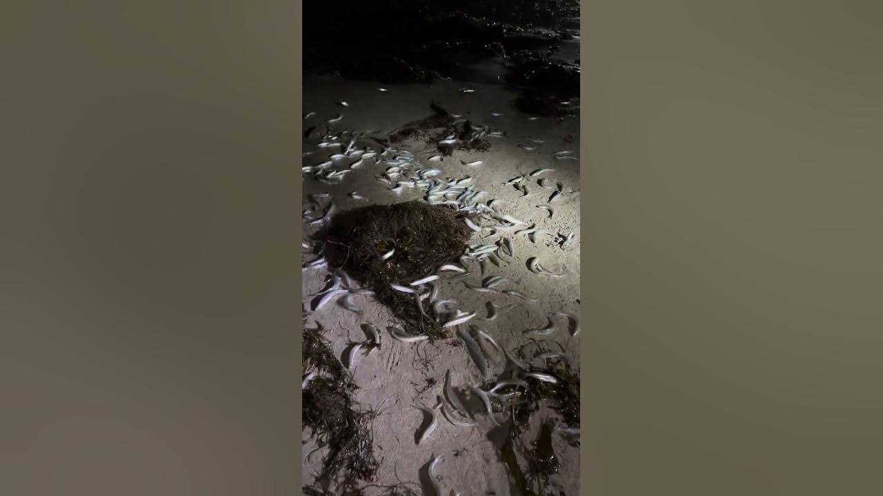 Grunion Run at the Beach YouTube