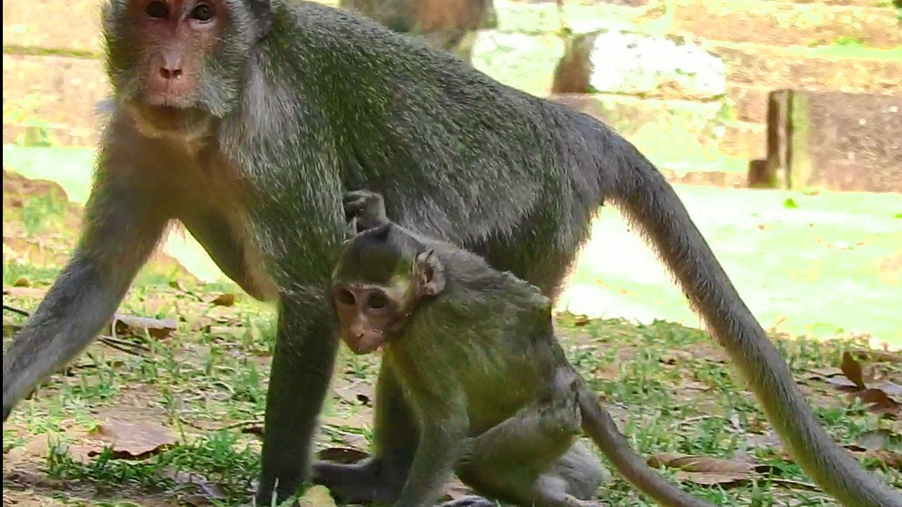 Pity baby Janna Can't Walk alone, Just One Hand  Reaching Mom & Another One On Ground
