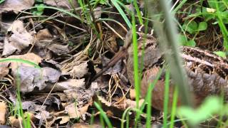 American Woodcock Waddle-ish Walk by Sayre Nature