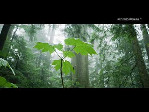 Trees and Long-term Thinking | Jared Farmer