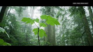 Trees and Long-term Thinking | Jared Farmer