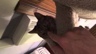 20130710 Mimi 4 in BR after hissing at Rodo