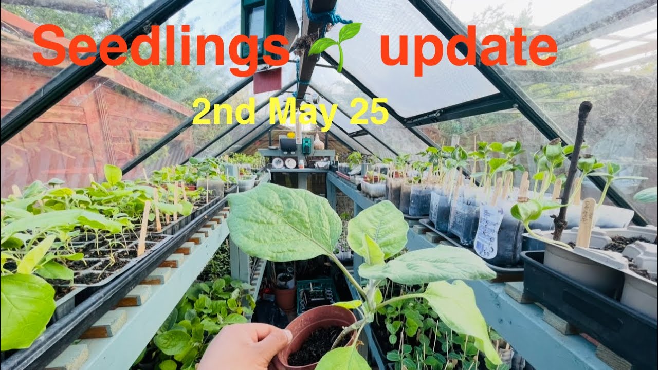 Seedlings update 2nd May 2025