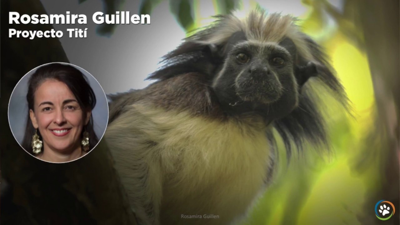 wildlife conservation network review WCN Fall Expo 2017 - Proyecto Titi- Rosamira Guillen