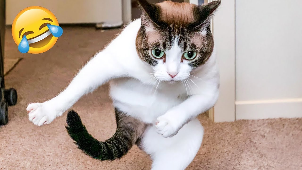 Funniest Cats 🐱 & Dogs 🐶 Videos 2026 | Try Not To Laugh Challenge 🤣