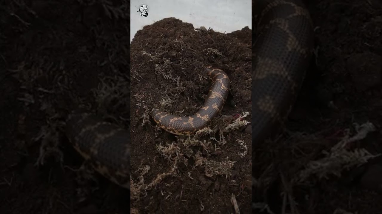 Chuyển nhà cho con SAND BOA mặt Ngu !mém bị cắn lần... - youtube