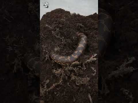 Video Chuyển nhà cho con SAND BOA mặt Ngu !mém bị cắn lần... - youtube