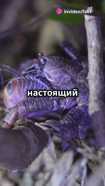 ПАЛЬМОВЫЙ ВОР : ЖУТКИЙ КРАБ ВОРИШКА - YouTube