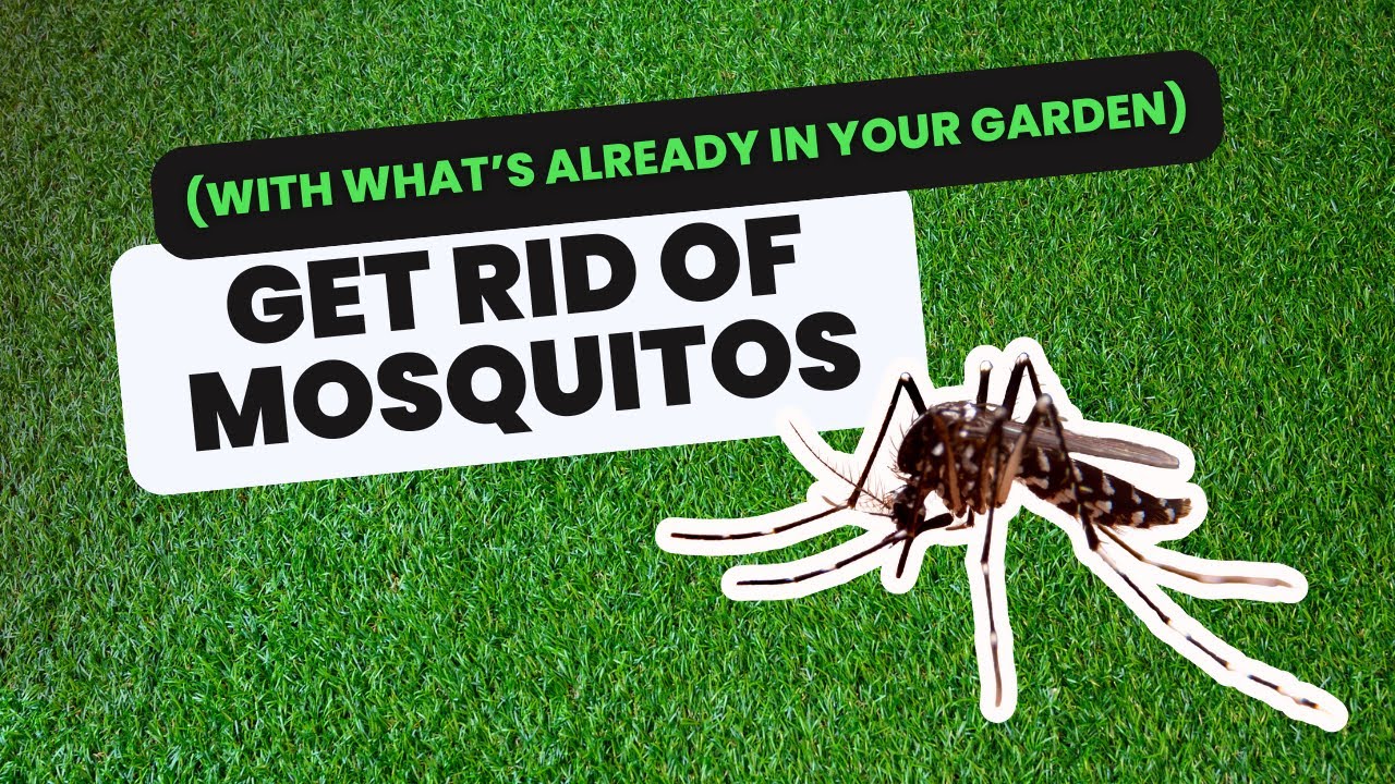 The Birds and the Bats? Let's talk Mosquito Control.