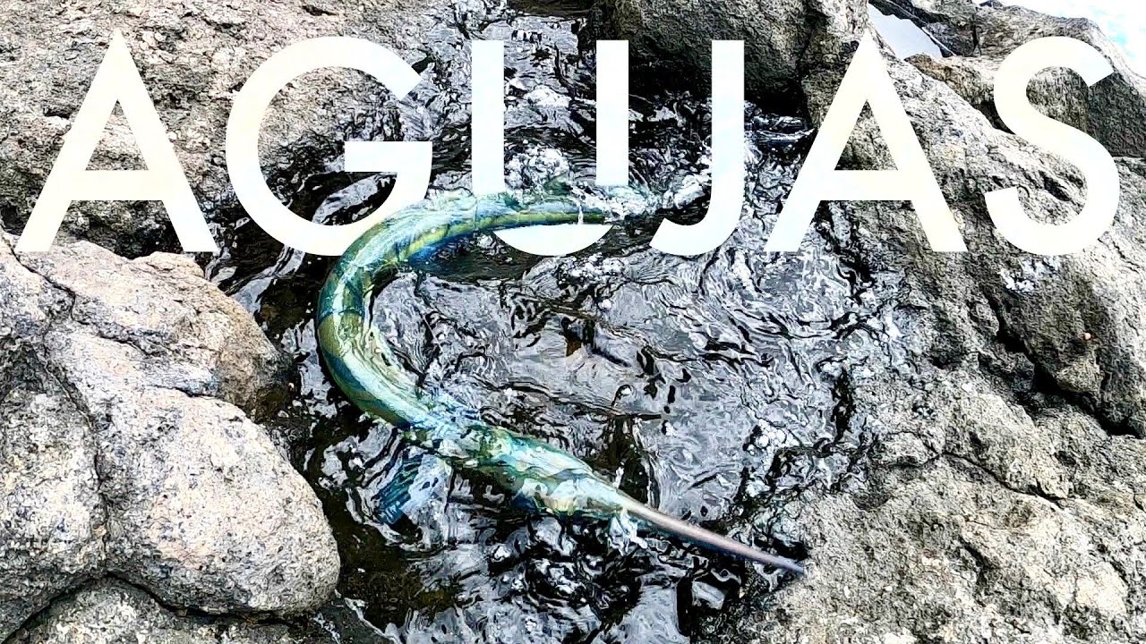 Pesca a boya en Canarias: AGUJAS!!!