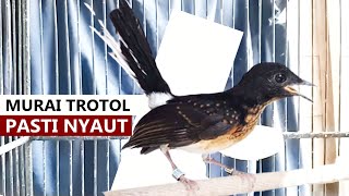 Suara Burung Murai Trotol Jantan ‼️ MP3 Burung Murai Batu Mancing Anakan Trotolan Agar Cepat Belajar Suara GACOR