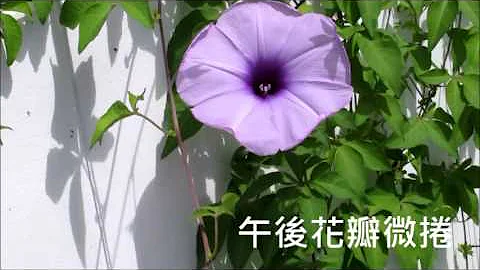 牵牛花的一天 - 天天要闻