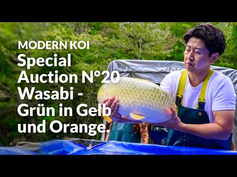 Alle Koi aus der Special Auction No. 20 im Detail erklärt | Konishi Koi News