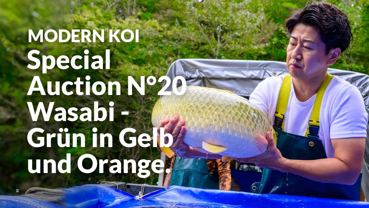Alle Koi aus der Special Auction No. 20 im Detail erklärt | Konishi Koi News