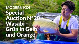 Alle Koi aus der Special Auction No. 20 im Detail erklärt | Konishi Koi News