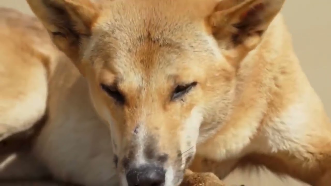 Dingo is the main predator of Australia! Interesting facts about wild dogs dingo.
