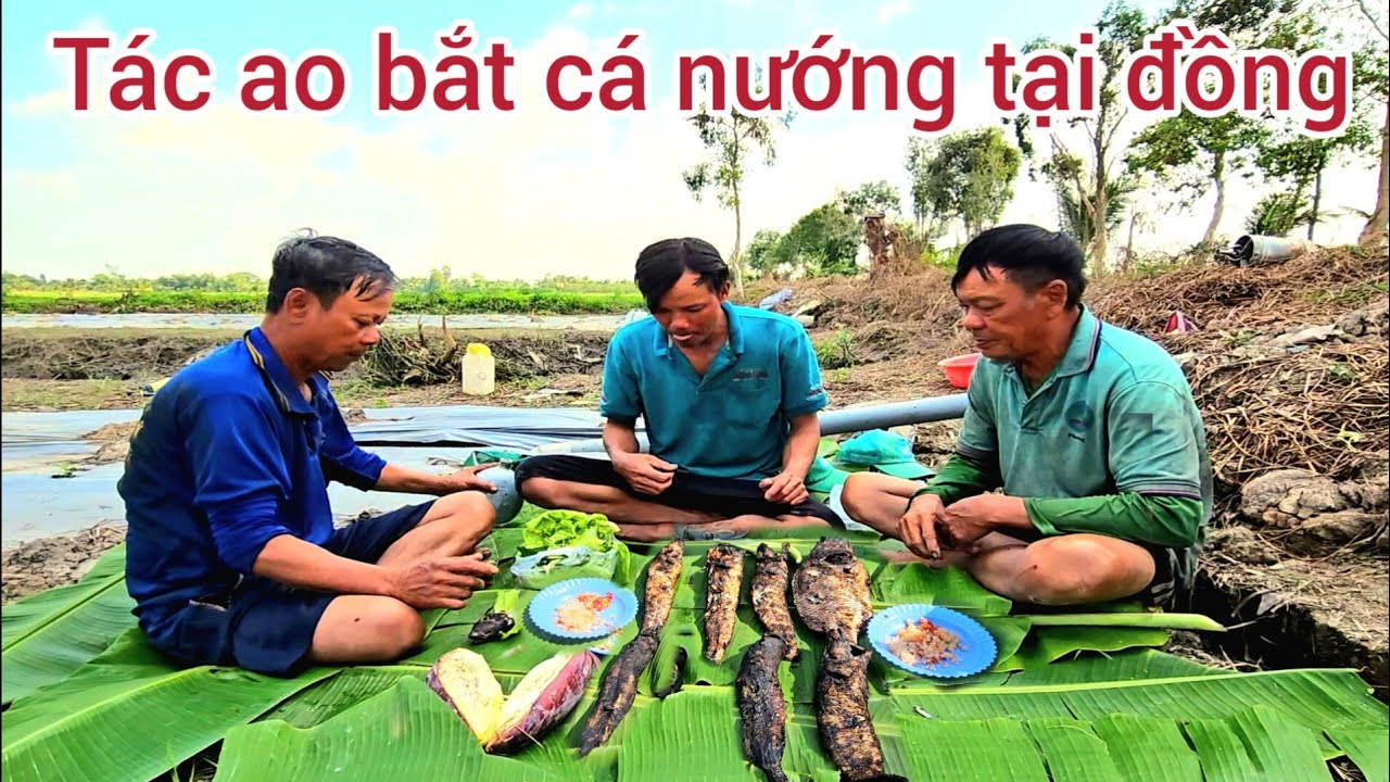 189 l Tát ao, ở giữa ruộng bắt cá thấy ham l fishing