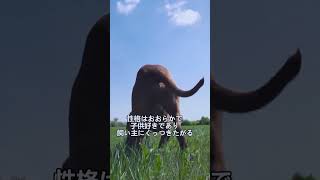 ペットにしたい犬の紹介 #ショートヘアードハンガリアンビズラ #犬好きさんと繋がりたい #犬のいる暮らし #図鑑 #dog