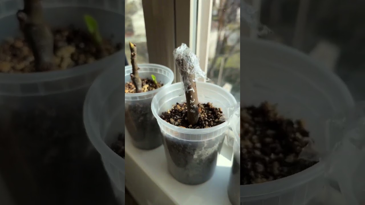 Fig Cuttings After 5 Weeks - Green Growth! Propagation 2023 