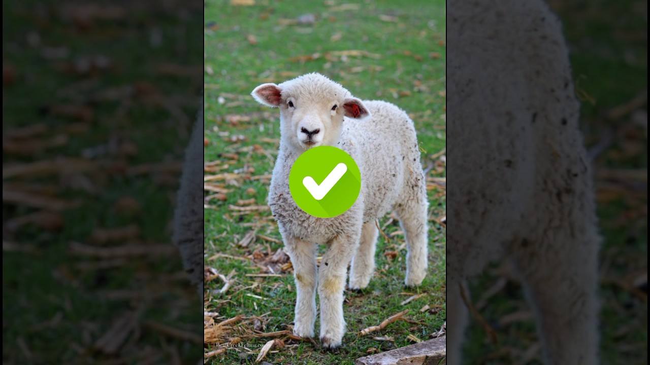 HALAL VS HARAM PETS IN ISLAM || 