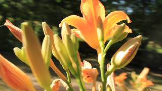 Ōranziska dēinas lēlija / orange day-lily.