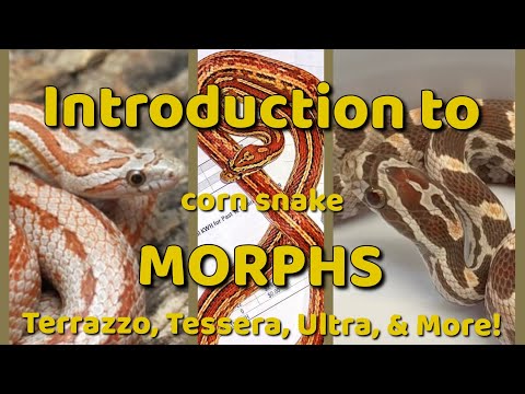 INTRO to MORPHS! T-Z! - YouTube
