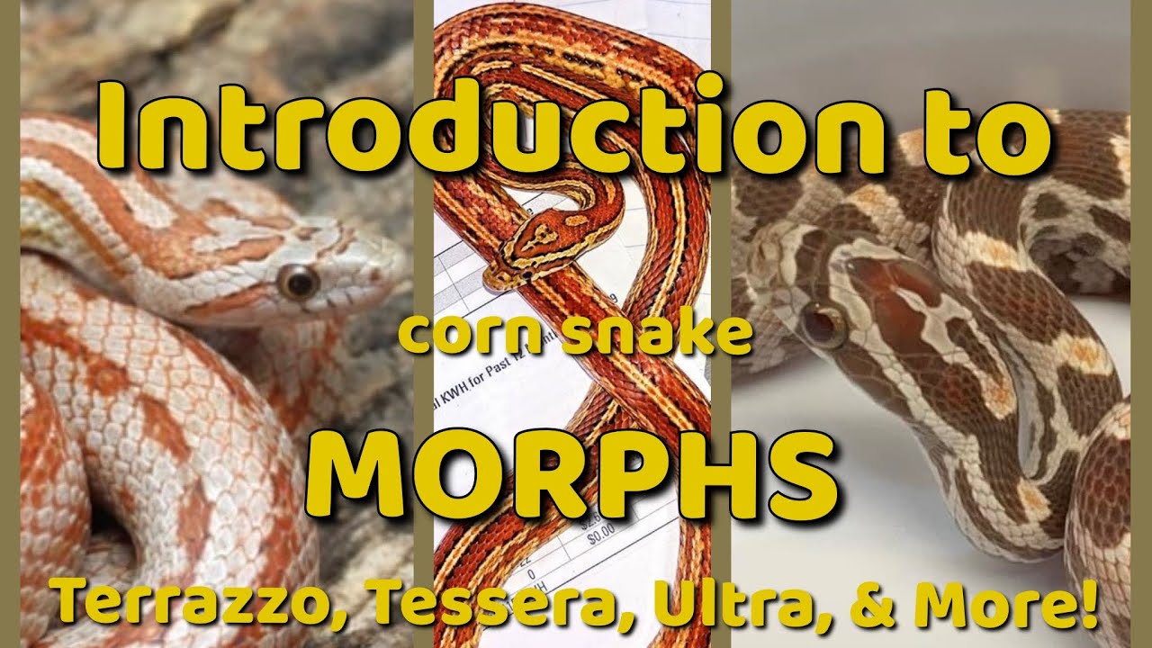 INTRO to MORPHS! T-Z! - YouTube