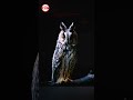 Owl Sound Owl Call Shorts Ytshorts 