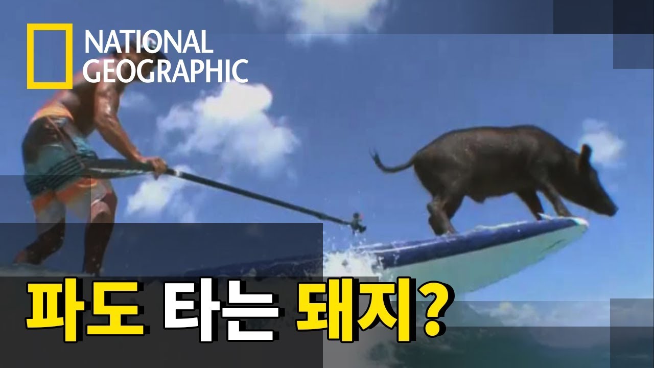하와이에서 서핑을 즐기는 돼지