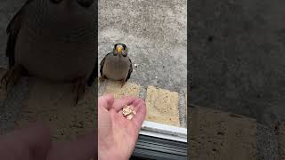 Download Lagu Kunjungan singkat dari burung noisy miner yang ramah #burungliar MP3