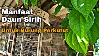 Manfaat Daun Sirih Untuk Mengobati Sakit Mata Burung Perkutut