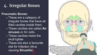 What Are Irregular Bones, Pneumatic Bones and Sesamoid Bones?