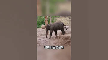 그림 하나에 마음을 담은 코끼리의 고백 