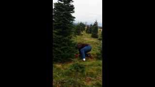 Christmas Tree Cut Down-2013