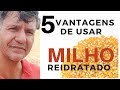 MILHO  REIDRATADO - REDUÇÃO DE CUSTO E MAIOR PRODUTIVIDADE