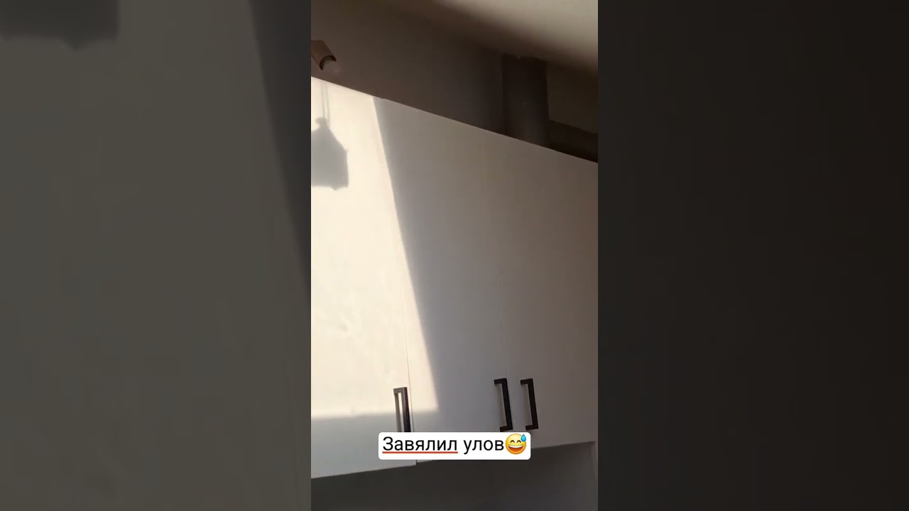 Мысли кошки 😅 #рыбалка #природа #камбала #рыба #shortsvideo