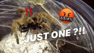 Tarantula Feeding Video #28 ~ Sorry I was brutal, Roaches :(