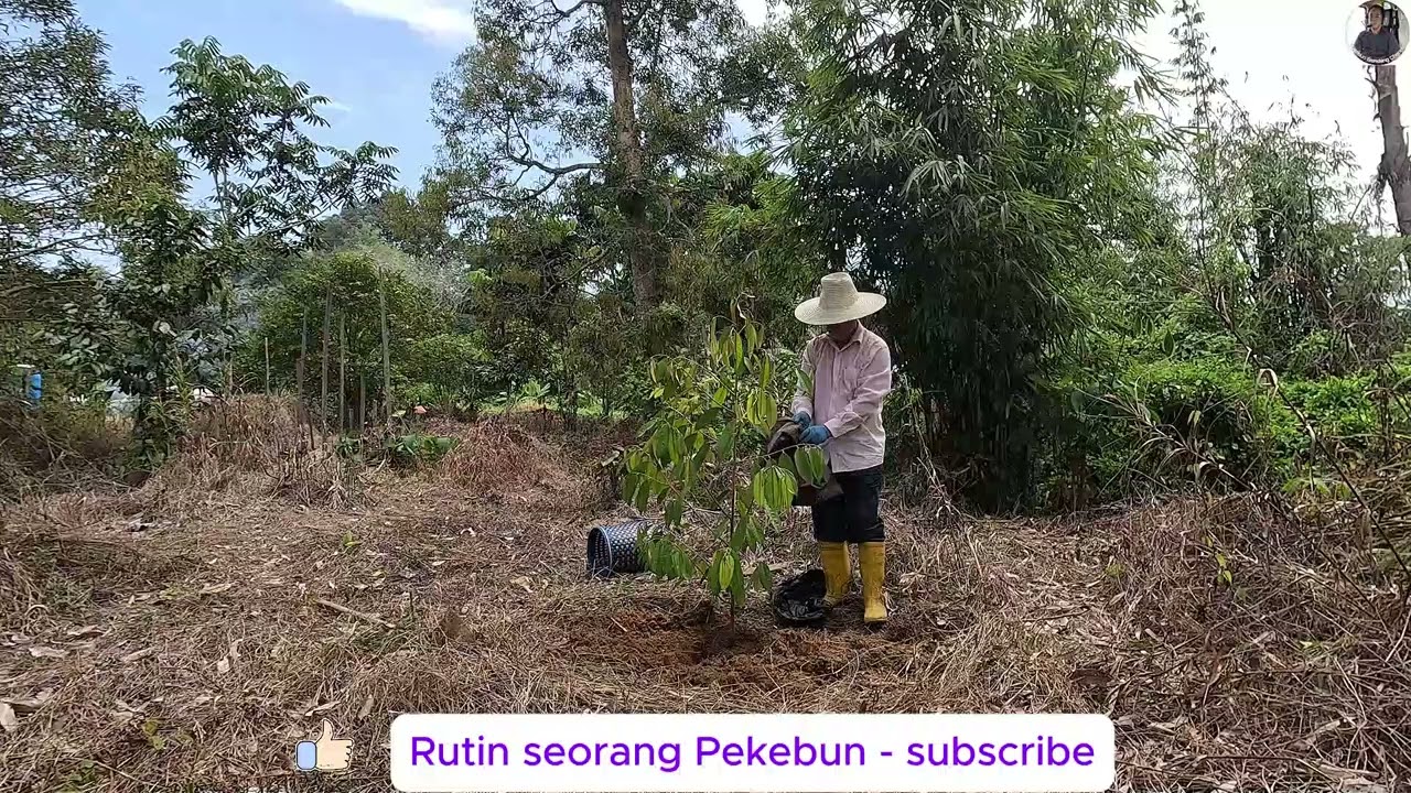 Pokok durian duri hitam isinya kuning