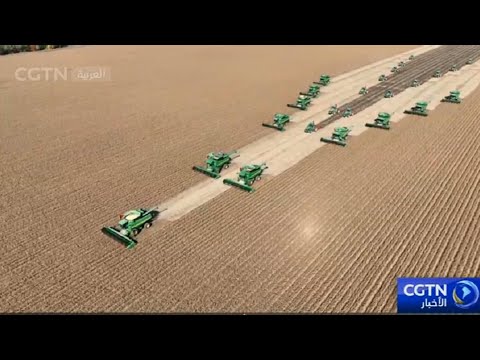 الصين تستكمل حصاد المحاصيل على مساحة 57 مليون هكتار من الأراضي