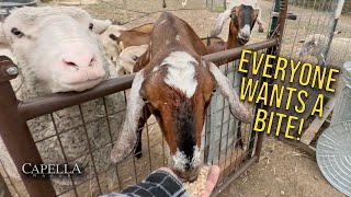 Everyone Wants a Bite | October 5, 2025 (Farm Vlog Sunday Egg Collect Full Version)