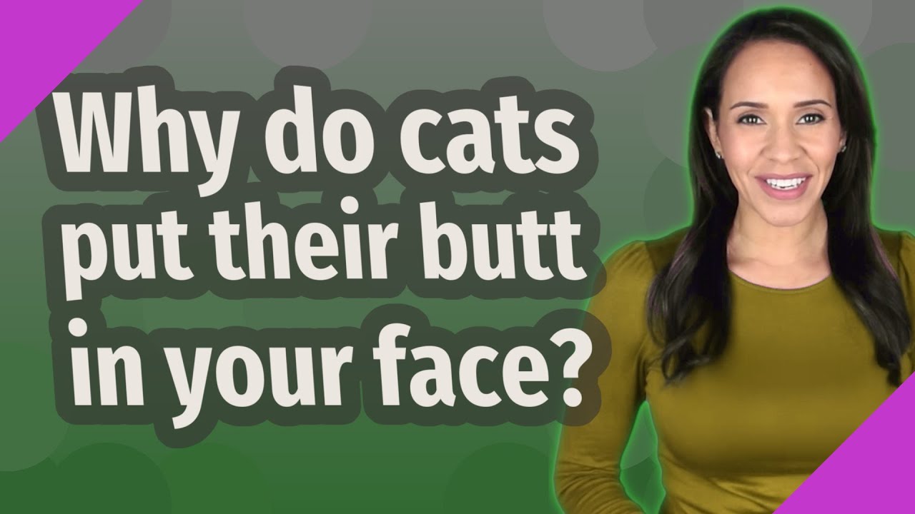 Why do cats put their butt in your face? YouTube