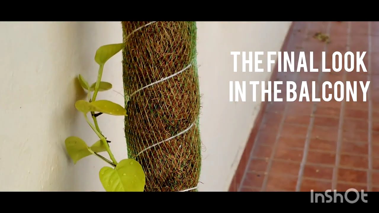 Terrace Graden | Planting Money Plant | Green leaf pothos 