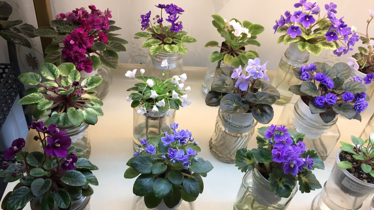 AFRICAN VIOLETS Blooming in August 2020 Part II Miniatures