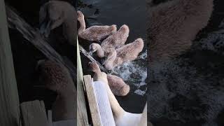 baby swans getting shower and fresh water #cygnets #swans #birds